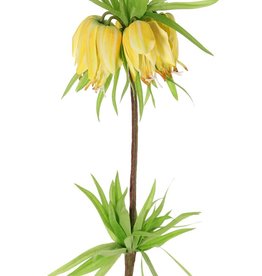 Keizerskroon (Frittillaria imperialis), 'Garden Art'