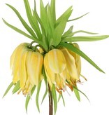 Crown imperial (Frittillaria imperialis), 'Garden Art', 5 flowers & 72 leaves, 65 cm