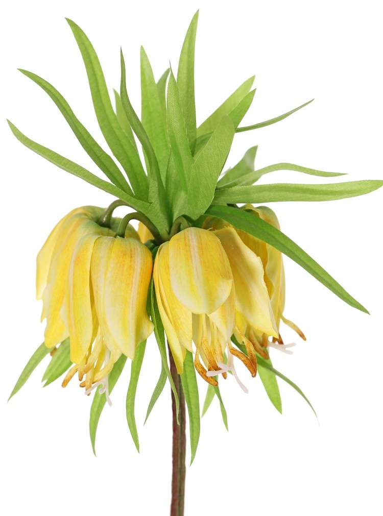 Corona imperial (Frittillaria imperialis), 'Garden Art', 5 flores, 72 hojas, 65 cm