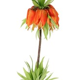 Kaiserkrone (Frittillaria imperialis), 'Garden Art', 5 Blüten, 72 Blätter, 65 cm