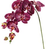 Phalaenopsis (Vlinderorchidee) 'Garden Art', 9 bloemen & 2 bloemknoppen (1 plastic), 102 cm