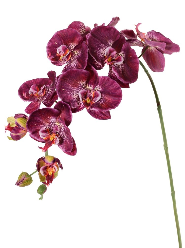 Phalaenopsis (Vlinderorchidee) 'Garden Art', 9 bloemen & 2 bloemknoppen (1 plastic), 102 cm