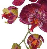 Phalaenopsis (Vlinderorchidee) 'Garden Art', 9 bloemen & 2 bloemknoppen (1 plastic), 102 cm
