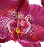 Phalaenopsis (Vlinderorchidee) 'Garden Art', 9 bloemen & 2 bloemknoppen (1 plastic), 102 cm