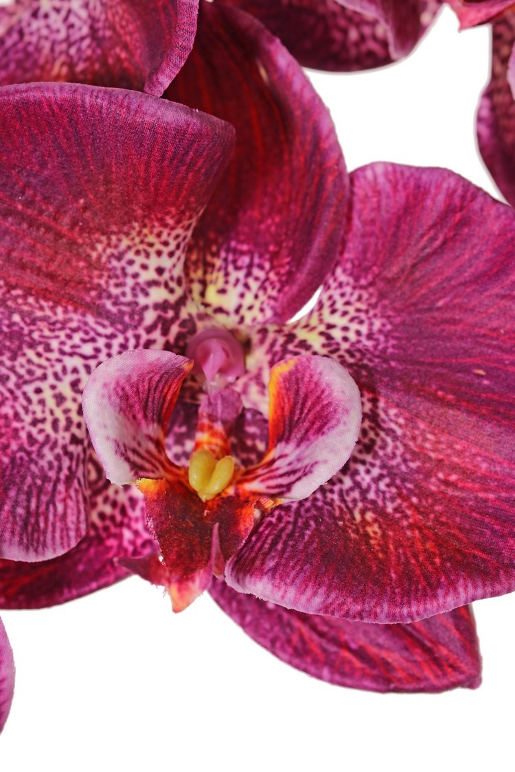 Phalaenopsis (orquídea alevilla, orquídea mariposa, orquídeas boca) 'Garden Art', 9 flores, 2 botones florales, 102 cm