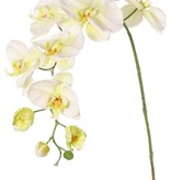 Phalaenopsis (Orchidee, Schmetterlingsorchidee, Nachtfalter-Orchidee) 'Garden Art', 9 Blüten, 2 Blütenknospen, 102 cm