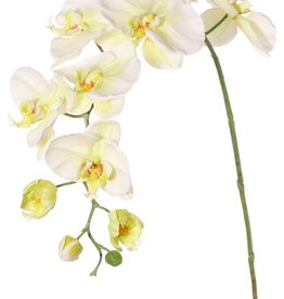 Phalaenopsis (orquídea alevilla, orquídea mariposa, orquídeas boca) 'Garden Art'
