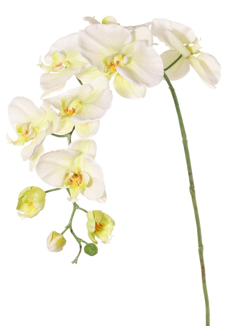 Phalaenopsis (orquídea alevilla, orquídea mariposa, orquídeas boca) 'Garden Art', 9 flores, 2 botones florales, 102 cm