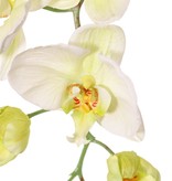 Phalaenopsis (orquídea alevilla, orquídea mariposa, orquídeas boca) 'Garden Art', 9 flores, 2 botones florales, 102 cm