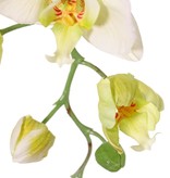 Phalaenopsis (Vlinderorchidee) 'Garden Art', 9 bloemen & 2 bloemknoppen (1 plastic), 102 cm