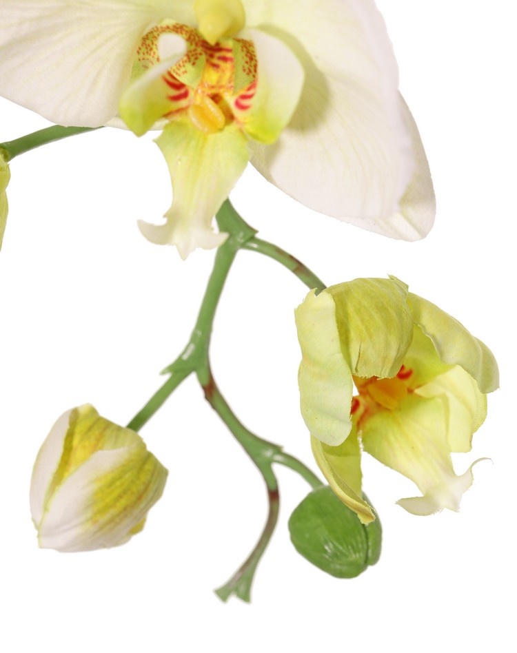 Phalaenopsis (Orchidee, Schmetterlingsorchidee, Nachtfalter-Orchidee) 'Garden Art', 9 Blüten, 2 Blütenknospen, 102 cm