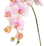 Phalaenopsis (moth orchid) 'Garden Art', 9 flowers, 2 flower buds, 102 cm