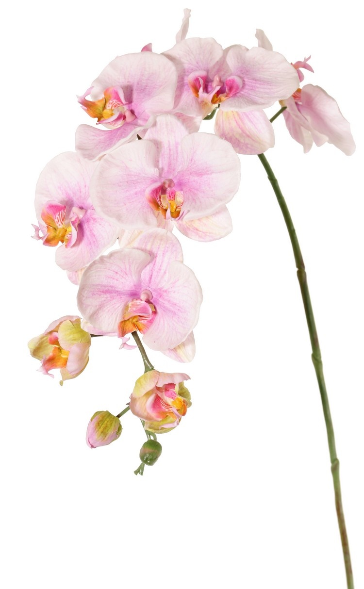 Phalaenopsis (moth orchid) 'Garden Art', 9 flowers, 2 flower buds, 102 cm