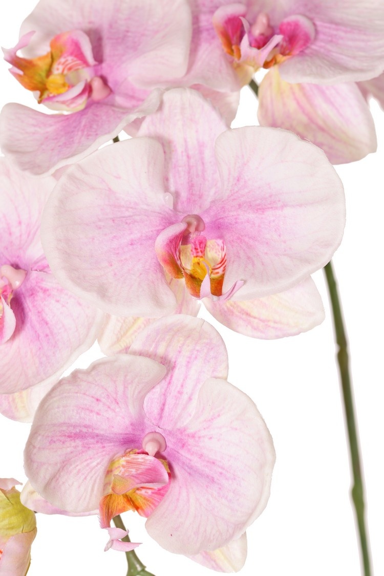 Phalaenopsis (Orchidee, Schmetterlingsorchidee, Nachtfalter-Orchidee) 'Garden Art', 9 Blüten, 2 Blütenknospen, 102 cm