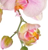 Phalaenopsis (Vlinderorchidee) 'Garden Art', 9 bloemen & 2 bloemknoppen (1 plastic), 102 cm