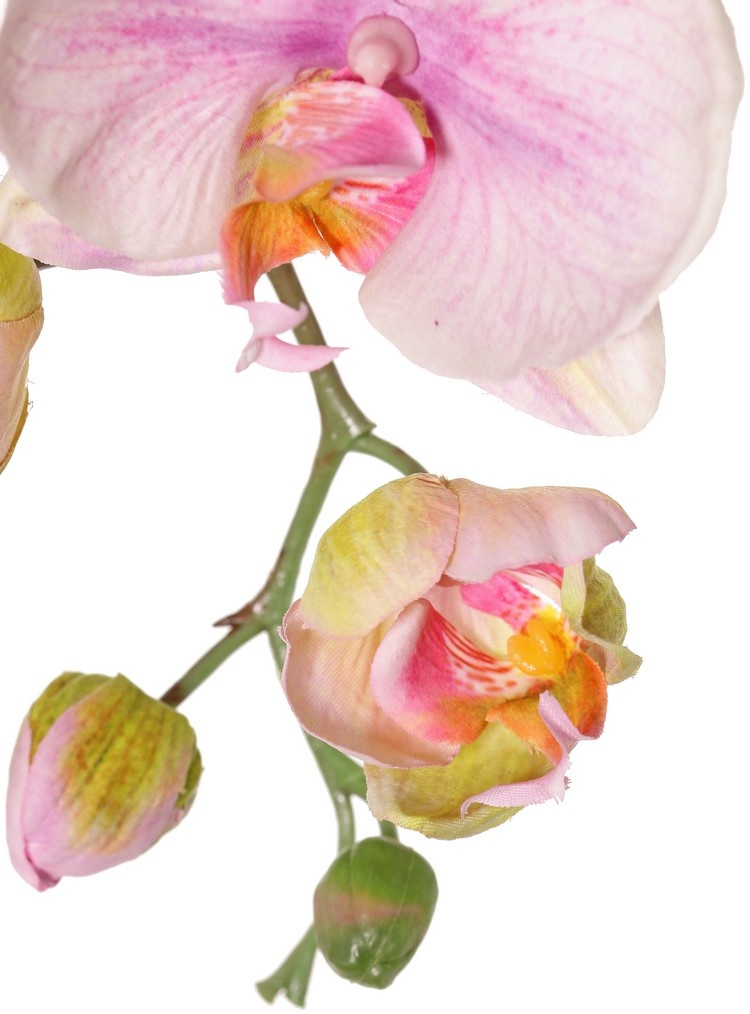 Phalaenopsis (moth orchid) 'Garden Art', 9 flowers, 2 flower buds, 102 cm