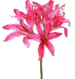Nerine bowdenii 'de luxe', 5 Blüten, Ø 20 cm, 70 cm