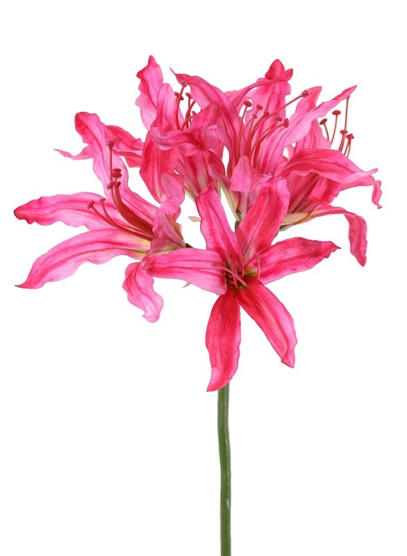 Nerine bowdenii 'de luxe', 5 Blüten, Ø 20 cm, 70 cm