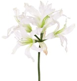 Nerine bowdenii 'de luxe', 5 flores, Ø 20 cm, 70 cm