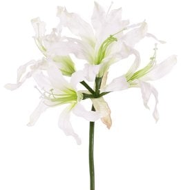 Nerine bowdenii (Cornish lily, Cape flower, Guernsey lily, Bowden lily) 'de luxe', 5 flowers, Ø 20 cm, 70 cm