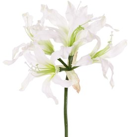Nerine bowdenii (Kliplelelie) 'de luxe', 5 bloemen, Ø 20 cm, 70 cm