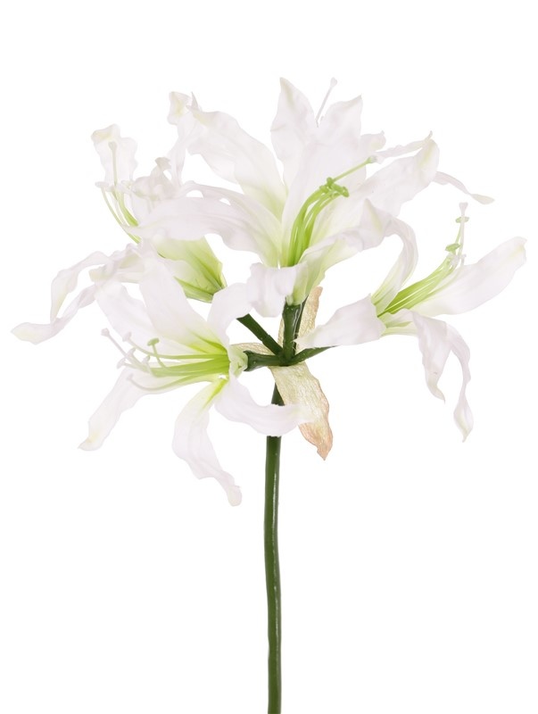 Nerine bowdenii 'de luxe', 5 flores, Ø 20 cm, 70 cm