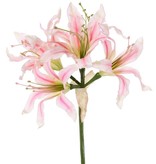 Nerine bowdenii (Cornish lily, Cape flower, Guernsey lily, Bowden lily) 'de luxe', 5 flowers, Ø 20 cm, 70 cm