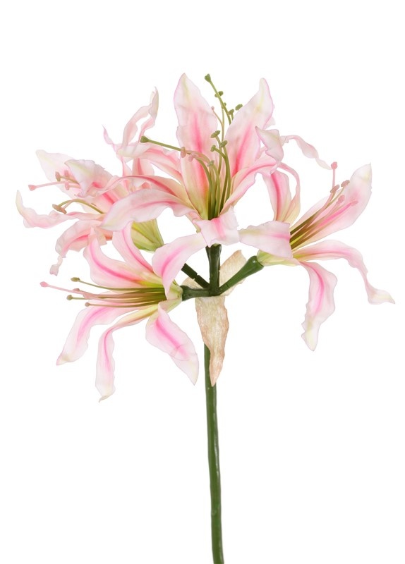 Nerine bowdenii 'de luxe', 5 flores, Ø 20 cm, 70 cm