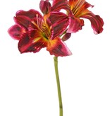 Daylily (Hemerocallis) 'Garden Art' with 2 flowers (Ø 11 cm, H. 5 cm) & 6 buds, 65 cm