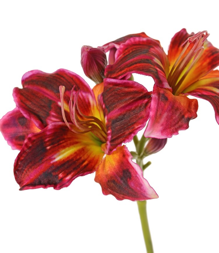 Daylily (Hemerocallis) 'Garden Art' with 2 flowers (Ø 11 cm, H. 5 cm) & 6 buds, 65 cm