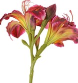 Taglilie (Hemerocallis), 'Garden Art', 2 Blüten (Ø 11 cm, H. 5 cm) & 6 Knospen, 65 cm