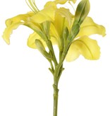 Daglelie (Hemerocallis), 'Garden Art', 2 bloemen (Ø 11 cm, h. 5 cm) & 6 knoppen, 65 cm