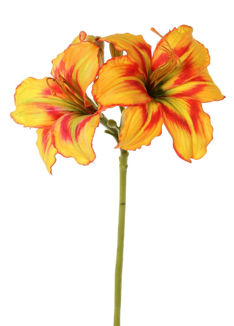 Daylily (Hemerocallis) 'Garden Art' with 2 flowers (Ø 11 cm, H. 5 cm) & 6 buds, 65 cm