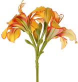 Taglilie (Hemerocallis), 'Garden Art', 2 Blüten (Ø 11 cm, H. 5 cm) & 6 Knospen, 65 cm
