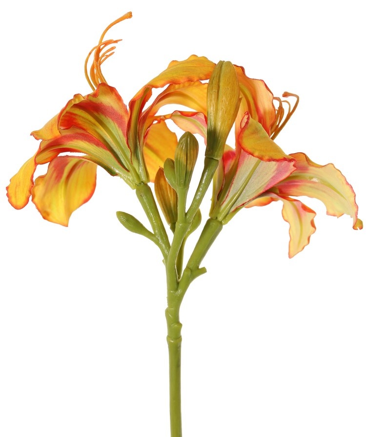 Hemerocallis, 'Garden Art', 2 flores (Ø 11 cm, h. 5 cm) & 6 capullos, 65 cm