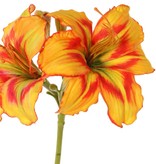 Daylily (Hemerocallis) 'Garden Art' with 2 flowers (Ø 11 cm, H. 5 cm) & 6 buds, 65 cm