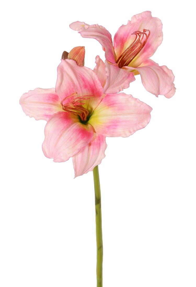 Daglelie (Hemerocallis), 'Garden Art', 2 bloemen (Ø 11 cm, h. 5 cm) & 6 knoppen, 65 cm