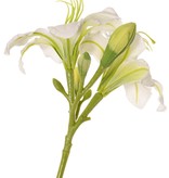 Taglilie (Hemerocallis), 'Garden Art', 2 Blüten (Ø 11 cm, H. 5 cm) & 6 Knospen, 65 cm