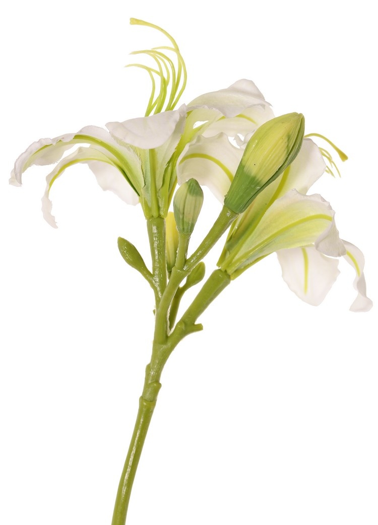 Daylily (Hemerocallis) 'Garden Art' with 2 flowers (Ø 11 cm, H. 5 cm) & 6 buds, 65 cm