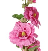 Alcea Rosea (Stockrose, Stockmalve) "Spring Dream" x9Blm, x7Knsp, x9Blt, 87cm