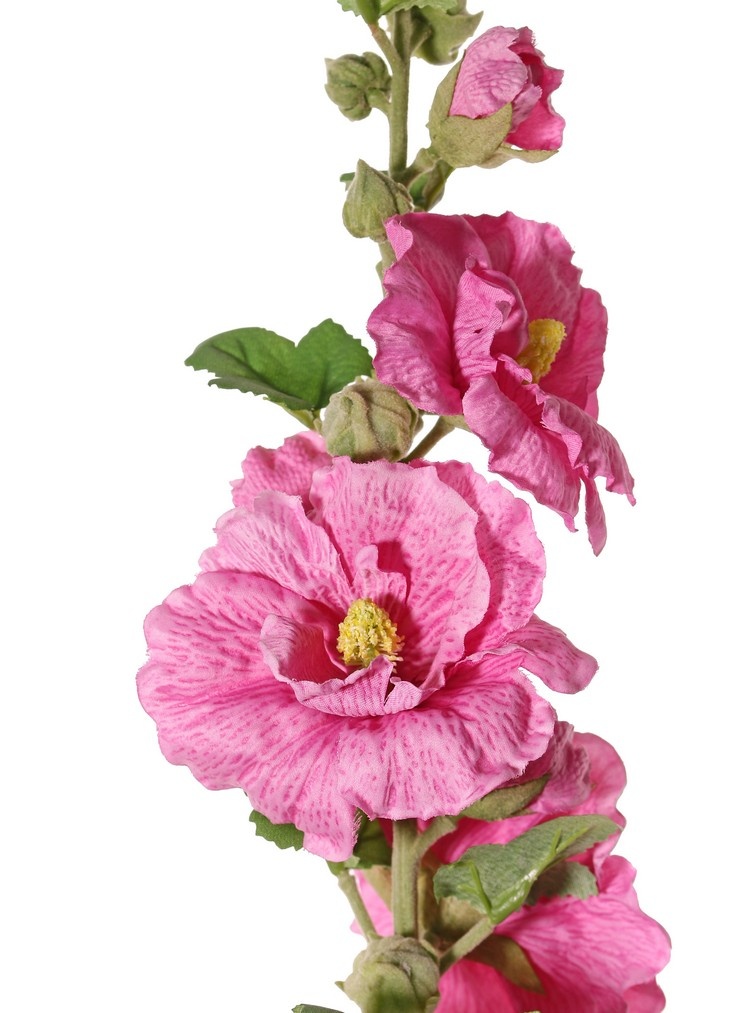 Alcea Rosea (Stockrose, Stockmalve) "Spring Dream" x9Blm, x7Knsp, x9Blt, 87cm