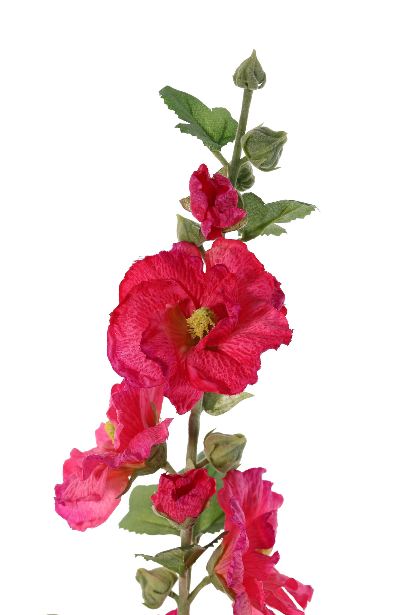 Alcea Rosea (Stockrose, Stockmalve) "Spring Dream" x9Blm, x7Knsp, x9Blt, 87cm