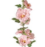 Alcea Rosea (hollyhock) "Spring Dream" x9flrs, x7buds, x9lvs, 87cm