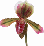 Venusschoen (Paphiopedilum) met 1 bloem en 3 blad, REALTOUCH, 40cm