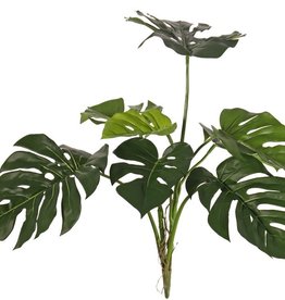 Monstera deliciosa (cheese plant), 8 leaves, UV safe, h. 75 cm