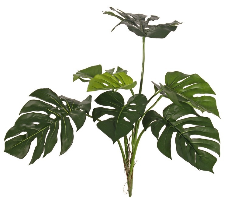 Monstera deliciosa, 8 hojas, resistente de rayos UV, a. 75 cm