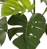 Monstera deliciosa (cheese plant), 8 leaves, UV safe, h. 75 cm