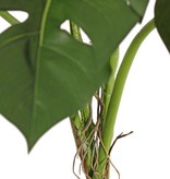 Monstera deliciosa (cheese plant), 8 leaves, UV safe, h. 75 cm