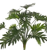 Philodendron selloum planta, 22 hojas, a. 62 cm, Ø 65 cm