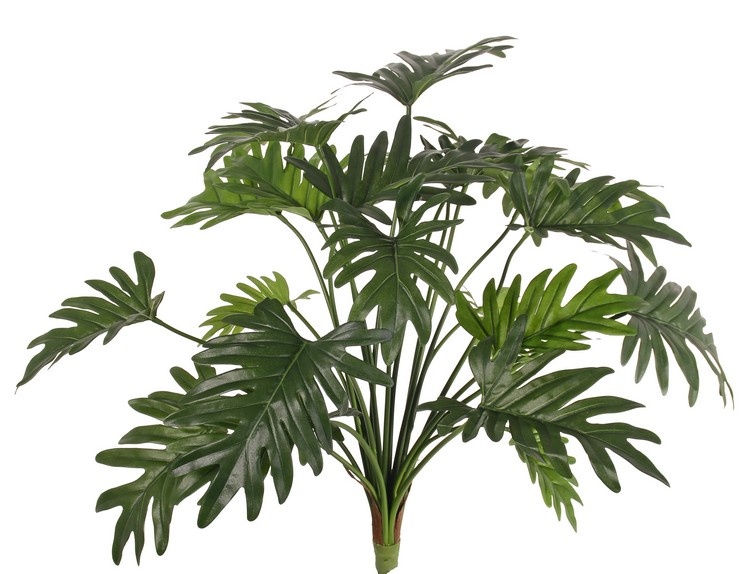 Philodendron selloum planta, 22 hojas, a. 62 cm, Ø 65 cm